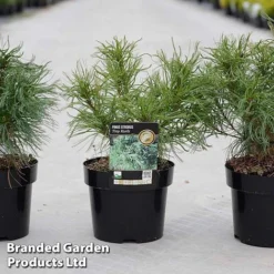 Pinus Strobus 'Tiny Kurls'