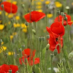 Poppy Seed Bag - 100 Balls -Garden Central Sales Store Poppy20mix20final20product1