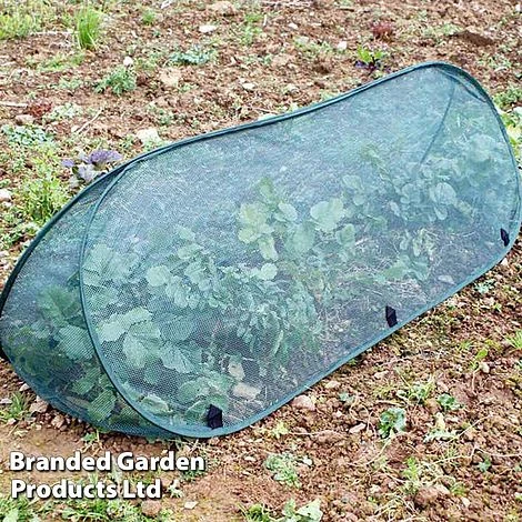 Pop Up Triangle Cloche - Net 1 Pop Up Triangle Cloche - Net