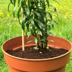 'Pot Master' Drainer Disc (packs Of 3) -Garden Central Sales Store Pot20Master201000x100020810kb