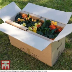 Eton Mess -Garden Central Sales Store PrePlantedBasketArrive3