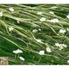 Ranunculus Aquatilis (Oxygenating Aquatic)