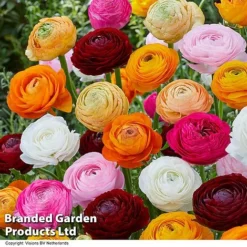 Ranunculus 'Mixed' -Garden Central Sales Store RANU MIXRANUNC H49168