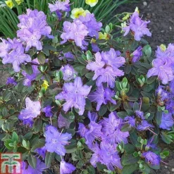 Rhododendron Duo -Garden Central Sales Store RHOD KB0267 C