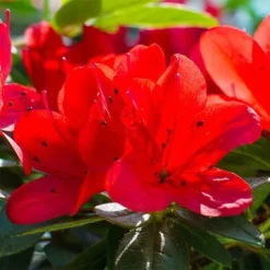 Rhododendron 'Ardeur' -Garden Central Sales Store RHOD T66421 NOW1