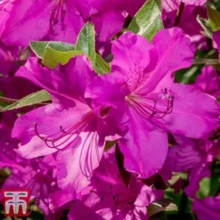 Rhododendron 'Blue Danube' -Garden Central Sales Store RHOD T66423 B