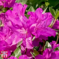 Rhododendron 'Blue Danube' -Garden Central Sales Store RHOD T66423 D