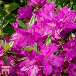 Rhododendron 'Blue Danube' -Garden Central Sales Store RHOD T66423 E