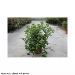 Rhododendron 'Palestrina'