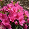 Rhododendron 'Dearest' (Hyde) (Azalea Group)