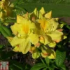 Rhododendron 'Golden Sunset' (Azalea Group)