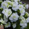 Rhododendron 'Snow Pearl' (Azalea Group)