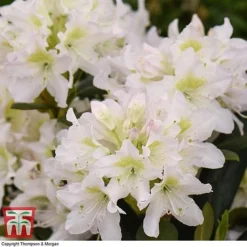 Rhododendron 'Cunningham's White' -Garden Central Sales Store RHOD TKA1470 C