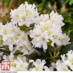 Rhododendron 'Cunningham's White' -Garden Central Sales Store RHOD TKA1470 D