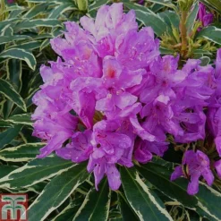 Rhododendron Ponticum 'Variegatum'
