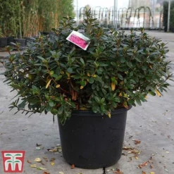 Rhododendron 'Connie' -Garden Central Sales Store RHOD TKA3418 A