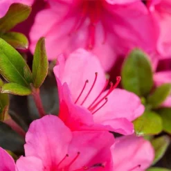 Rhododendron 'Connie' -Garden Central Sales Store RHOD TKA3418 NOW1