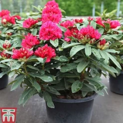 Rhododendron 'Wilgen's Ruby' -Garden Central Sales Store RHOD TKA3466 A