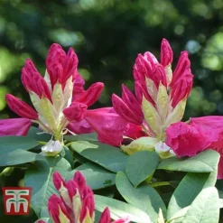Rhododendron 'Wilgen's Ruby' -Garden Central Sales Store RHOD TKA3466 D