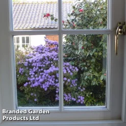 Rhododendron 'Dwarf Blue' -Garden Central Sales Store RHOD BLUEDIAMO S30305