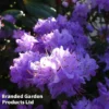 Rhododendron 'Dwarf Blue'