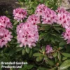 Rhododendron 'Cosmopolitan'