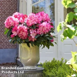 Rhododendron 'XXL' -Garden Central Sales Store RHOD GARDENXXL S28030