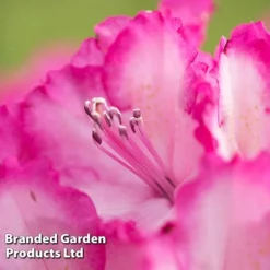 Rhododendron 'XXL' -Garden Central Sales Store RHOD GARDENXXL S28034