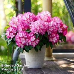 Rhododendron 'XXL' -Garden Central Sales Store RHOD GARDENXXL S28036