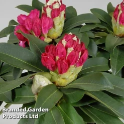 Rhododendron 'XXL' -Garden Central Sales Store RHOD GARDENXXL S28038