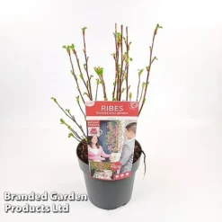 Ribes Sanguineum 'Amour' -Garden Central Sales Store RIBE AMOUR19CM S52482