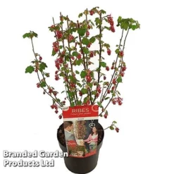 Ribes Sanguineum 'Amour' -Garden Central Sales Store RIBE AMOUR19CM S52483