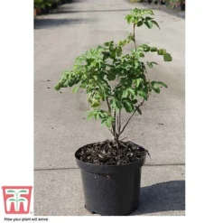 Rose Rugosa 'Rubra' (Species Shrub Rose) -Garden Central Sales Store ROSA T59373 C