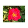 Rose 'Easy Elegance Great Wall'
