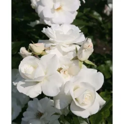Rose 'Climbing Iceberg' (Climbing) -Garden Central Sales Store ROSA T68467 A h
