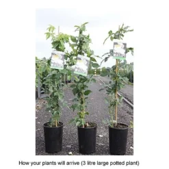 Rose 'Climbing Iceberg' (Climbing) -Garden Central Sales Store ROSA T68467 B h