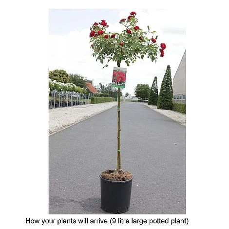 Rose 'Fairy Queen' 2 Rose 'Fairy Queen' - Image 2