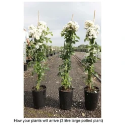 Rose 'Guirlande D'Amour' -Garden Central Sales Store ROSA T68479 B h