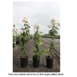 Rose 'Guirlande Rose' -Garden Central Sales Store ROSA T68481 B h