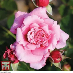 Rose Home Florist Timeless Collection -Garden Central Sales Store ROSE KA8054 E