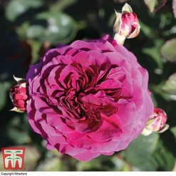 Rose Home Florist Timeless Collection -Garden Central Sales Store ROSE KA8054 F