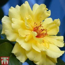 Rose 'Climbing Collection' -Garden Central Sales Store ROSE T11940P B