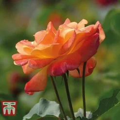 Rose 'Climbing Collection' -Garden Central Sales Store ROSE T11940P D