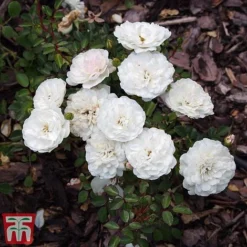 Rose 'Sea Foam' (Shrub Rose) -Garden Central Sales Store ROSE T58087 B