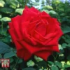Rose 'Breeder's Choice Red' (Hybrid Tea Rose)