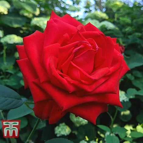 Rose 'Breeder's Choice Red' (Hybrid Tea Rose) 1 Rose 'Breeder's Choice Red' (Hybrid Tea Rose)