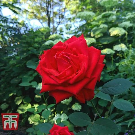 Rose 'Breeder's Choice Red' (Hybrid Tea Rose) 2 Rose 'Breeder's Choice Red' (Hybrid Tea Rose) - Image 2