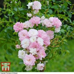 Rose 'The Fairy' (Polyantha) -Garden Central Sales Store ROSE T59371 C