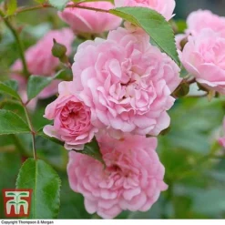 Rose 'The Fairy' (Polyantha) -Garden Central Sales Store ROSE T59371 D