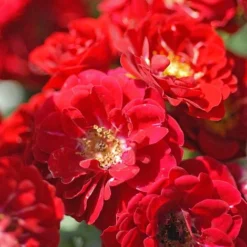 Rose 'Red Fairy' (Polyantha) -Garden Central Sales Store ROSE T59381 B h